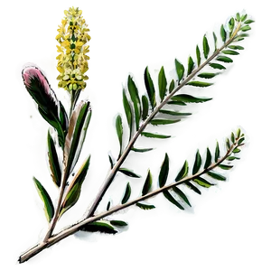 Native Shrub PNG 05252024