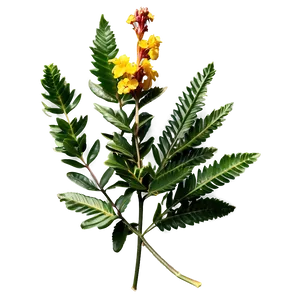 Native Shrub PNG Eoh16 PNG