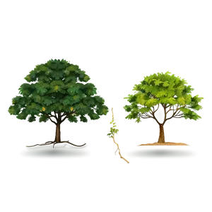 Native Tree Elevation PNG 4