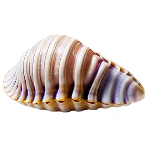 Natural Clam Shell PNG Hav14
