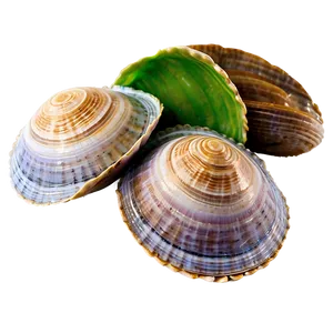 Natural Clam Shell PNG Kve