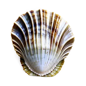 Natural Clam Shell PNG Sod97