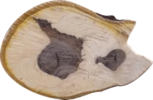 Natural Cross Section Wood Slice.jpg PNG image
