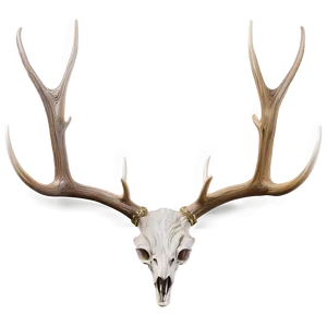 Natural Deer Antler Graphic Png 06122024 PNG image