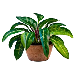 Natural Floor Plant PNG 95