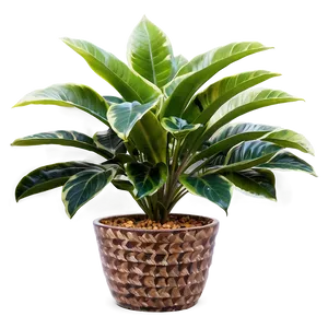 Natural Floor Plant PNG Ync54 PNG