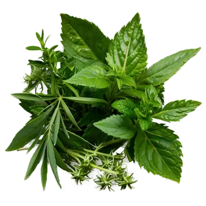 Natural Herb PNG 06272024 PNG