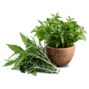 Natural Herb PNG 32 PNG