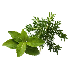 Natural Herb PNG Fur50 PNG