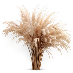 Natural Pampas Grass PNG 45 PNG