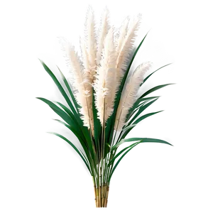 Natural Pampas Grass Png 65 PNG image