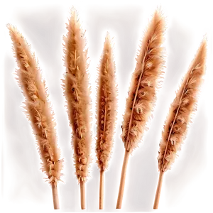 Natural Pampas Grass PNG Evr48 PNG