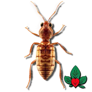 Natural Termite Repellent PNG 06292024