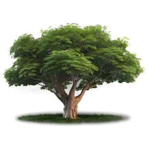 Natural Tree Line PNG Atl34 PNG