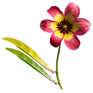 "nature's Art: Delicate Flower PNG" A