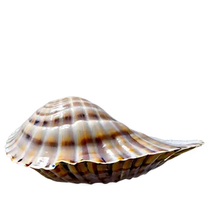 Nautical Clam Shell PNG 06292024