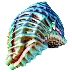 Nautical Conch Shell PNG Wcu