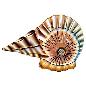 Nautical Shell Design Png Fcl79 PNG image