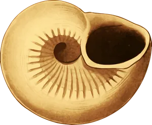 Nautilus Shell Cross Section