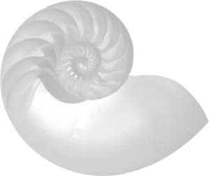 Nautilus Shell Golden Ratio Spiral PNG image