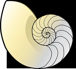 Nautilus Shell Graphic PNG image