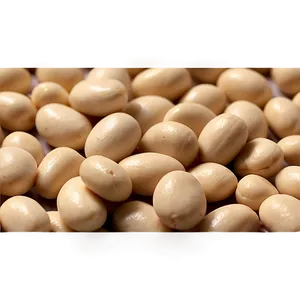Navy Beans Png 25 PNG image