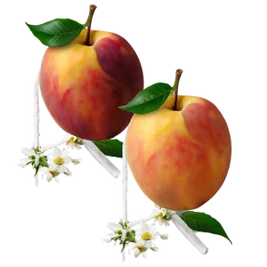 Nectarine And Peach Png 06252024 PNG image