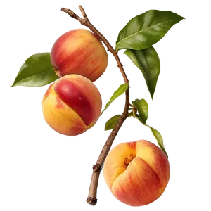 Nectarine Background Png Phw PNG image