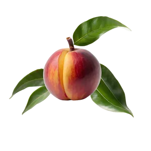 Nectarine C