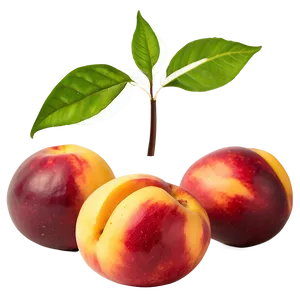 Nectarine Culinary PNG 06252024