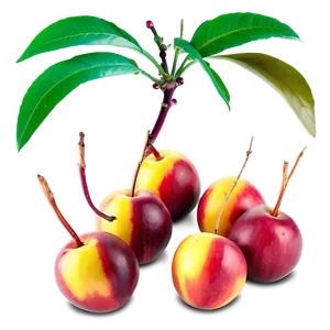 Nectarine Group Png 34 PNG image