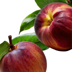 Nectarine Harvest PNG 06252024