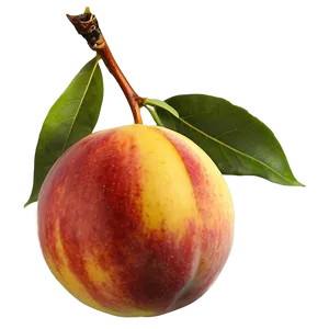 Nectarine On Tree PNG 06252024