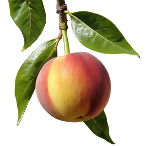 Nectarine On Tree PNG 46 PNG
