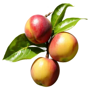 Nectarine On Tree PNG 47 PNG