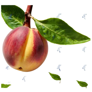 Nectarine On Tree PNG Obf53 PNG