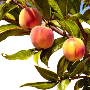 Nectarine Orchard PNG Eva