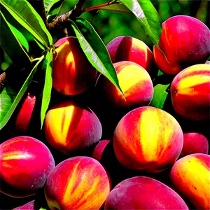 Nectarine Orchard PNG Reg