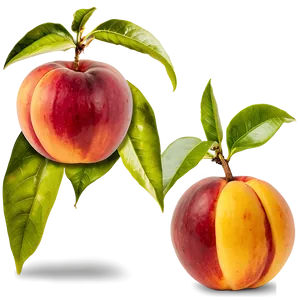 Nectarine Plant PNG 06252024