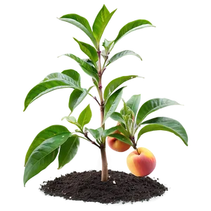 Nectarine Plant PNG 06252024