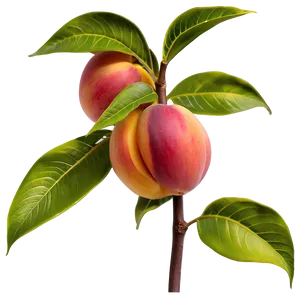 Nectarine Plant PNG 22 PNG
