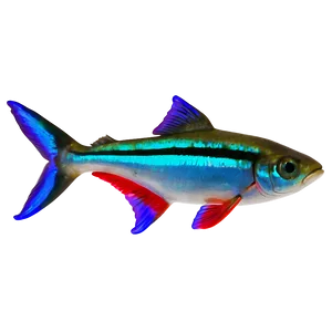 Neon Tetra Fish Transparent Png 05262024 PNG image