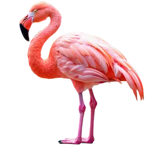Neon Tropical Flamingo PNG Edy