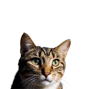Nerdy Cat Meme PNG 05212024