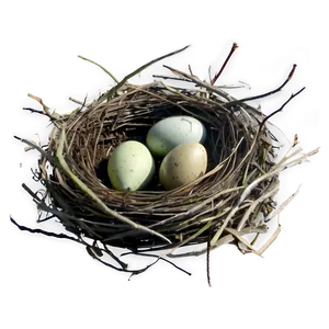 Nest Illustration Png 05252024 PNG image