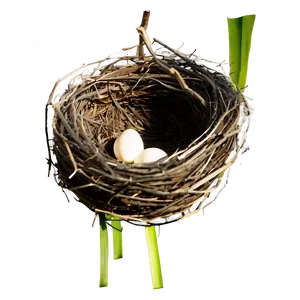 Nest Illustration PNG Mjb PNG