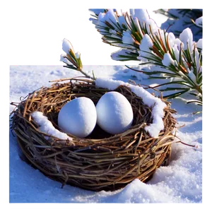 Nest In Snow PNG 81 PNG