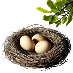 Nest In Spring PNG 05252024 PNG