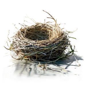 Nest In Sunlight PNG 05252024 PNG