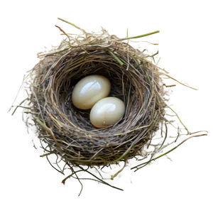 Nest In Sunset PNG 17